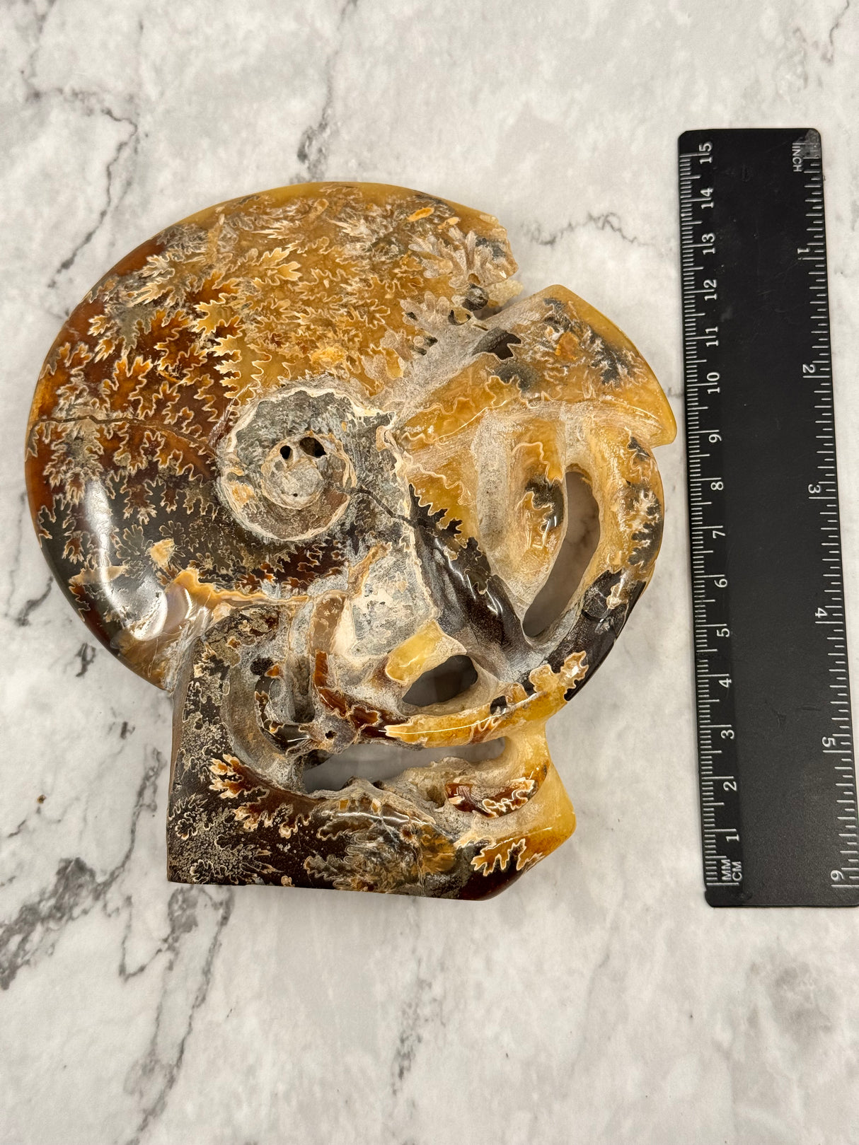 Ammonite Fossil 601g – Ancient Knowledge and Life Path Alignment