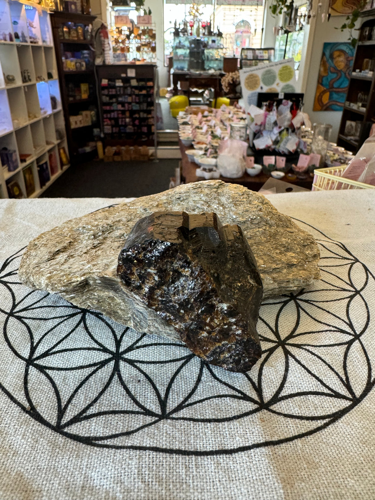 Brown Dravite Tourmaline Cluster in Mica 776g - RARE Yinnetharra Station, WA