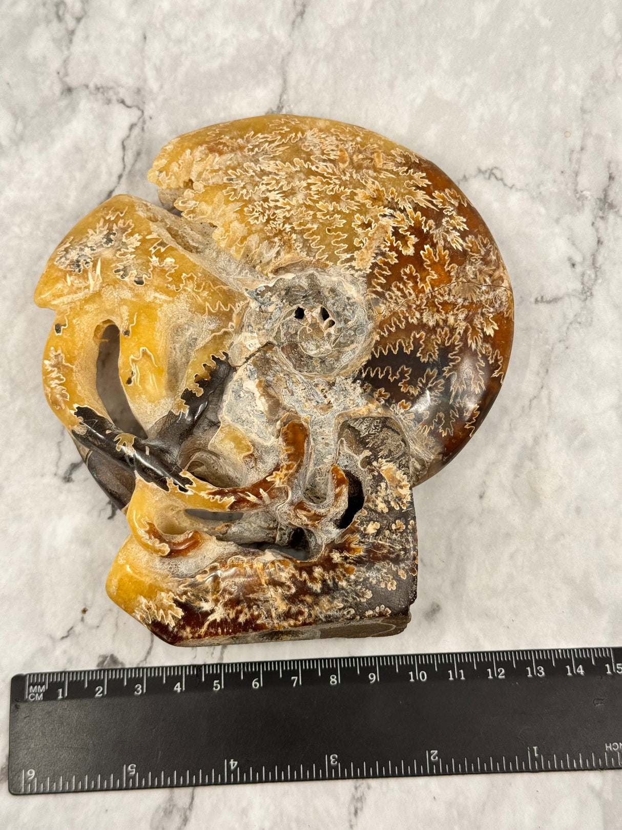 Ammonite Fossil 601g – Ancient Knowledge and Life Path Alignment