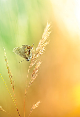 The Flower of Life, Wisdom of Astar Cards by Denise Jarvie