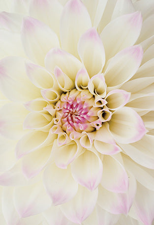 The Flower of Life, Wisdom of Astar Cards by Denise Jarvie