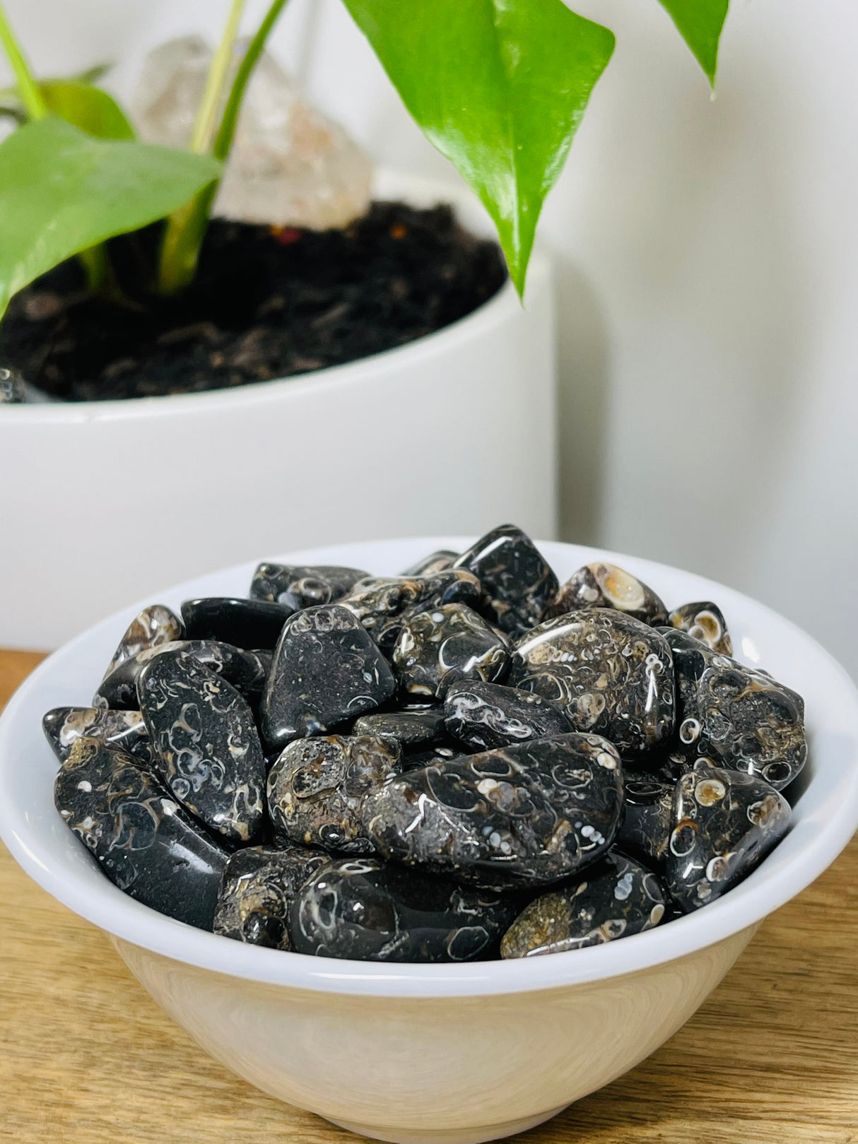 Turritella Agate tumbled stone with fossil patterns — crystal of ancestral connection, wisdom, and grounding.