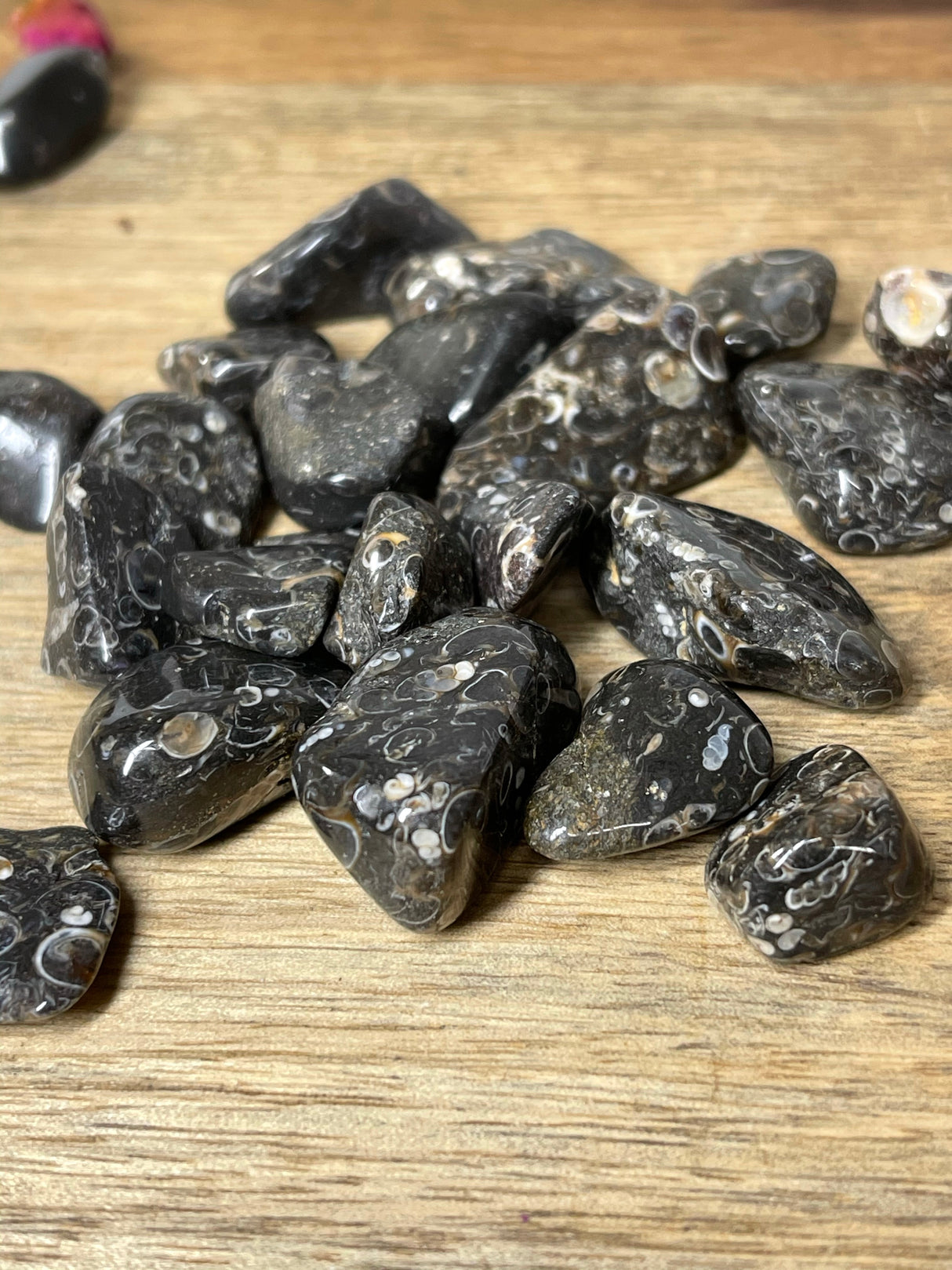 Turritella Agate Tumbled Stone – Stone of Ancestral Connection, Wisdom & Grounding