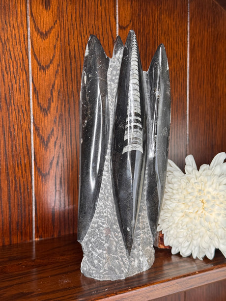 Fossil Orthoceras tower with ancient black and white fossil patterns, healing crystal for grounding and transformation.