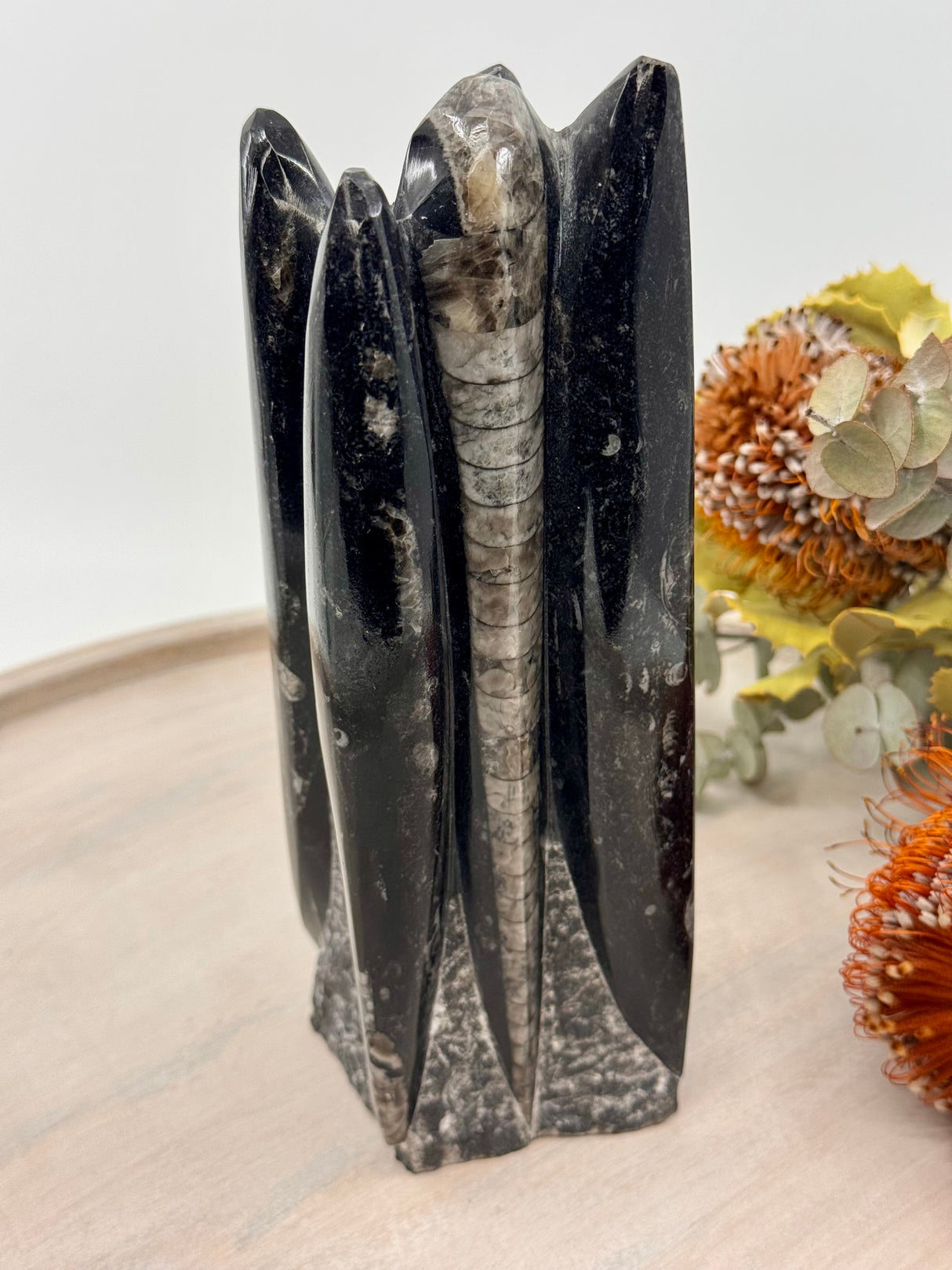 Fossil Orthoceras Tower | Ancient Healing Fossils for Transformation | 1.590Kilos