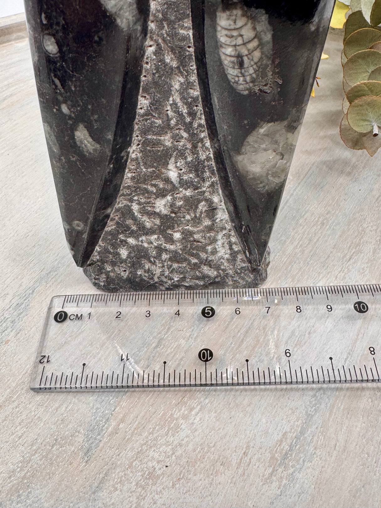 Fossil Orthoceras Tower | Ancient Healing Fossils for Transformation | 1.3Kilos