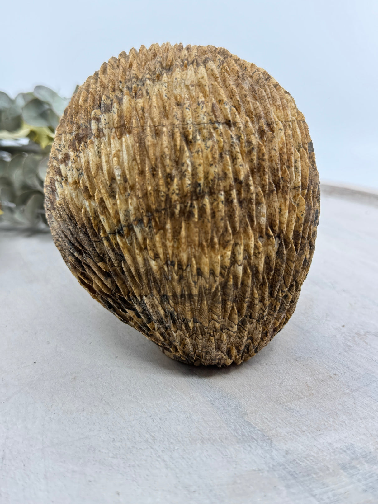 Picture Jasper Echidna Carving 2.254kg (15x13x11cm) – Stone of Earth Wisdom, Protection & Connection