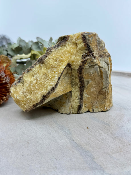 Septarian Jasper Specimen 1.125kg (15x10cm) – Stone of Strength, Protection & Ancient Wisdom