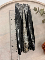 Fossil Orthoceras Tower | Ancient Healing Fossils for Transformation | 1.590Kilos