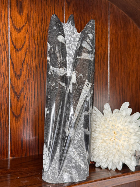 Unique Fossil Orthoceras tower, ancient marine fossil crystal for grounding, endurance and energy work.