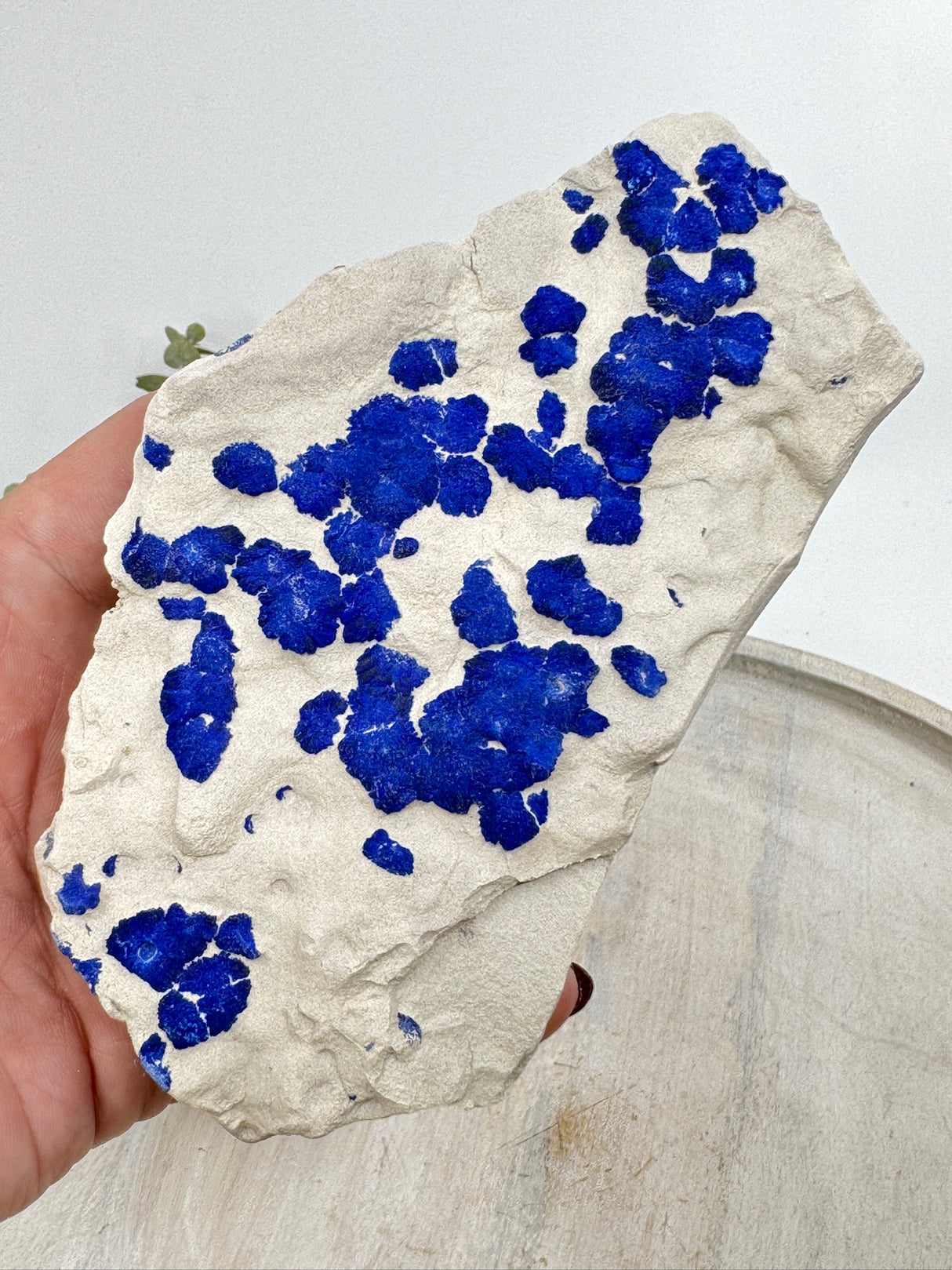 Azurite Sun specimen from Malbunka Copper Mine Australia – vivid cobalt-blue crystals on white kaolinite base – Inspired By 3