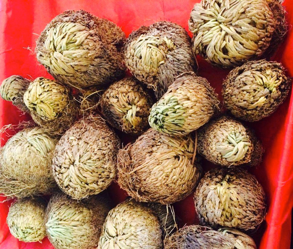 Rose of Jericho