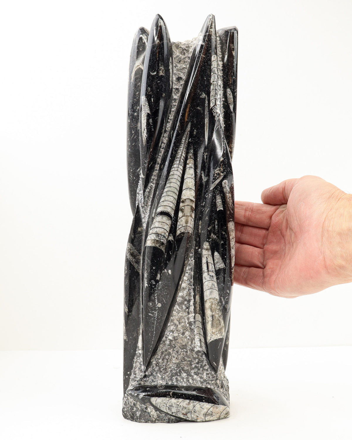 Large 3.9kg Orthoceras Fossil Tower sculpture with ancient marine fossils in polished black limestone, 30cm tall.
