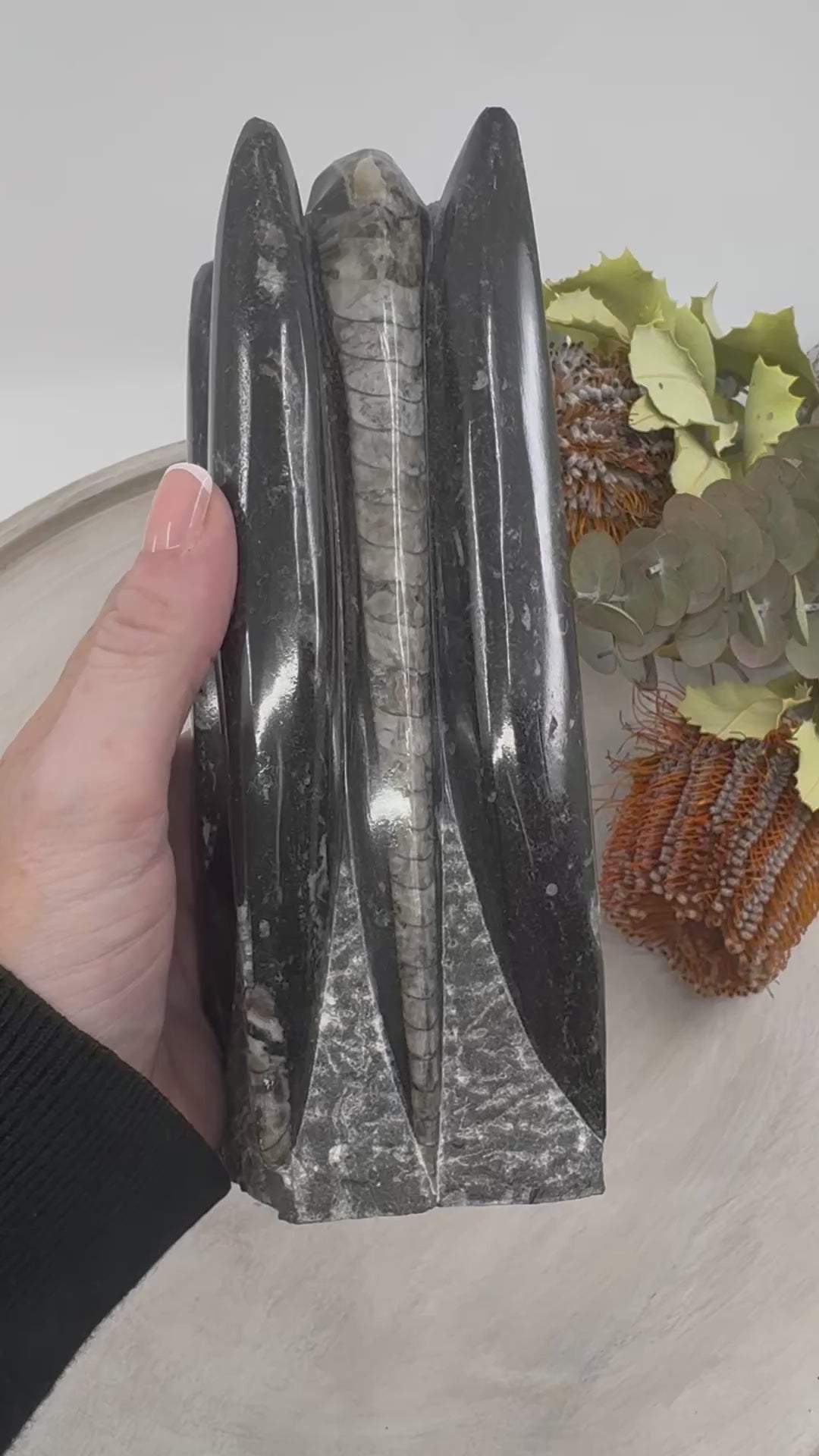 Fossil Orthoceras Tower | Ancient Healing Fossils for Transformation | 1.590Kilos
