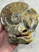 Ammonite Fossil 601g – Ancient Knowledge and Life Path Alignment