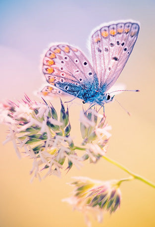 The Flower of Life, Wisdom of Astar Cards by Denise Jarvie