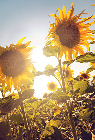 The Flower of Life, Wisdom of Astar Cards by Denise Jarvie