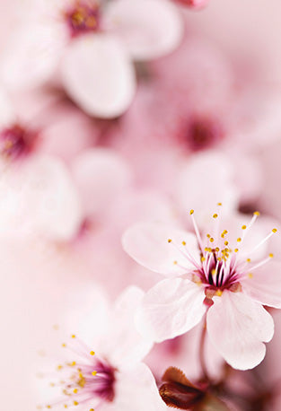 The Flower of Life, Wisdom of Astar Cards by Denise Jarvie