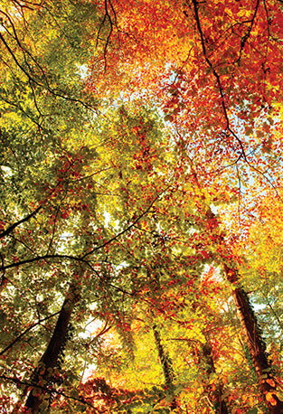 The Flower of Life, Wisdom of Astar Cards by Denise Jarvie