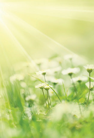 The Flower of Life, Wisdom of Astar Cards by Denise Jarvie