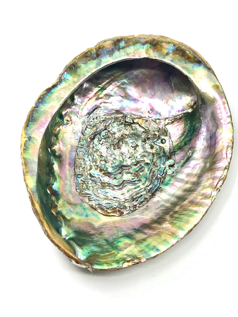 Abalone Shell for Smudging - Large Inspired By 3 Australia