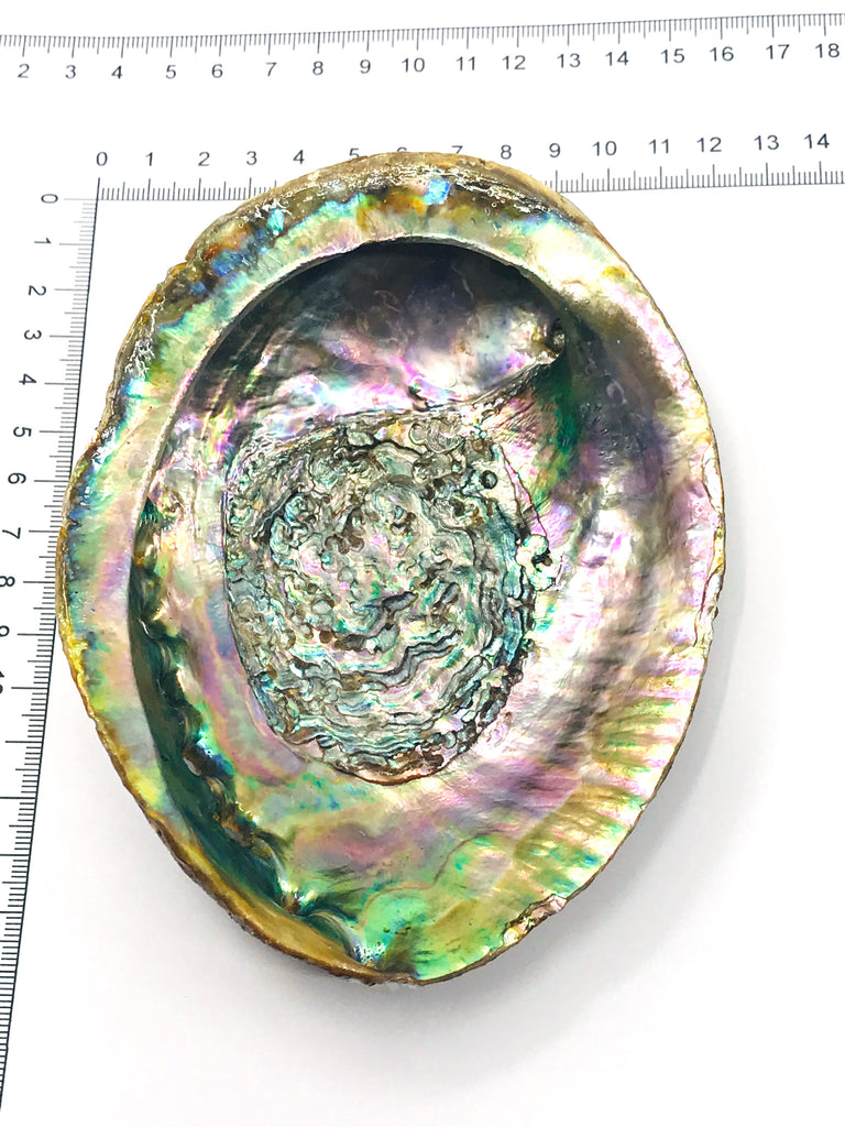 Abalone Shell for Smudging - Large Inspired By 3 Australia